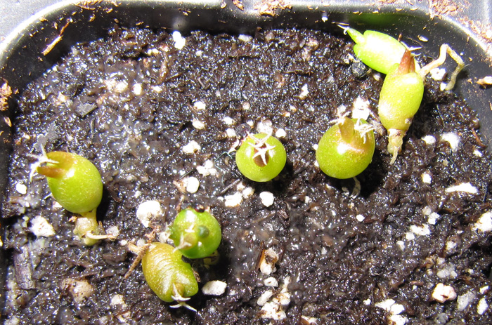 Ariocarpus scapharostrus two month old seedlings
